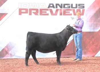 Reserve Senior Heifer Calf Champion