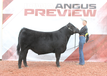 Iowa Angus Assoc. Governor's Steer Show Selected S