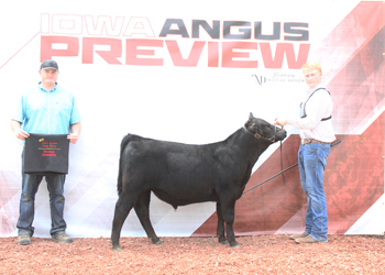 Senior Bull Calf Champion