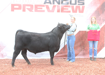Reserve Senior Bull Calf Champion