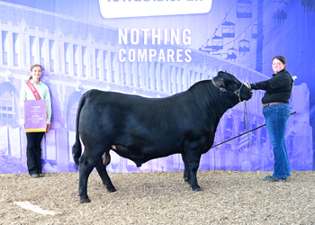 Intermediate Champion Bull