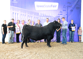 Reserve Grand Champion Bull