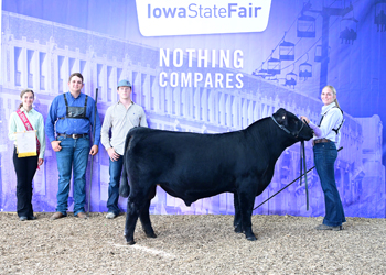 Reserve Senior Bull Calf Champion