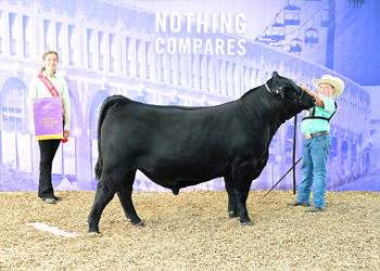 Senior Bull Calf Champion