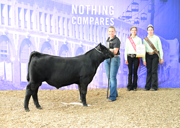 Reserve Junior Bull Calf Champion