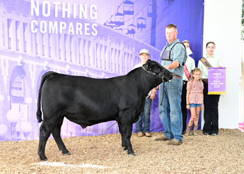 Junior Bull Calf Champion