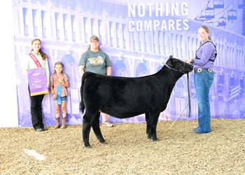 Junior Heifer Calf Champion