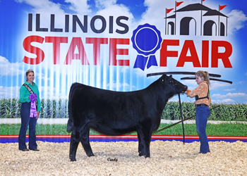 Late Junior Champion Heifer
