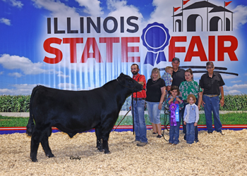 Intermediate Champion Bull