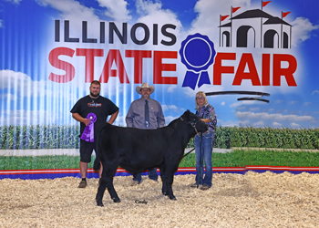 Junior Bull Calf Champion