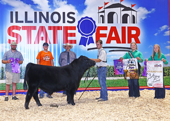 Reserve Grand Champion Bull