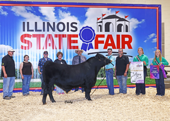Grand Champion Bull