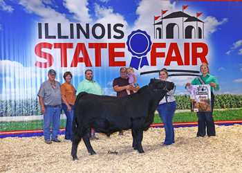 Reserve Senior Bull Calf Champion