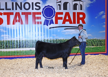 Junior Heifer Calf Champion