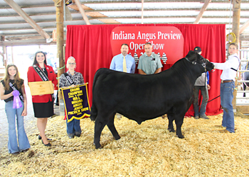 Grand Champion Bred-and-owned Bull