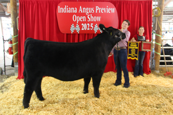 Reserve Grand Champion Steer