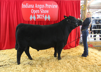 Champion Late Jr Angus Bull