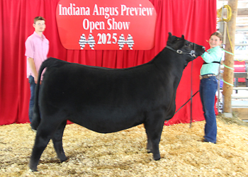 Owned Reserve Early Junior Champion Heifer
