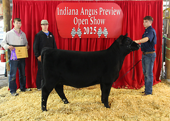 Bred-and-owned Senior Heifer Calf Champion