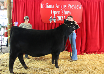 Owned Reserve Late Junior Champion Heifer