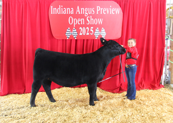 Owned Senior Heifer Calf Champion