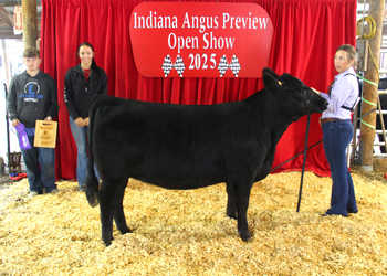 Bred-and-owned Intermediate Champion Heifer