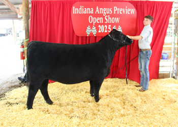 Reserve Early Junior Champion Heifer