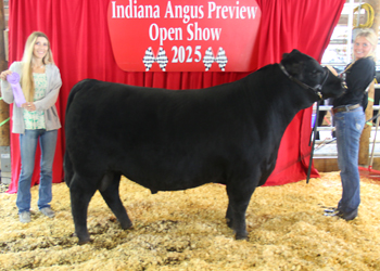 Reserve Late Junior Champion Bull