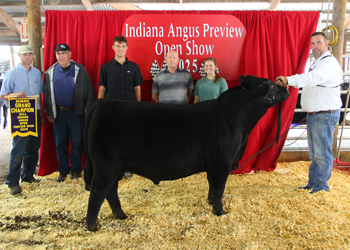 Reserve Grand Champion Bull