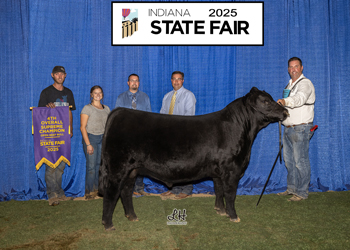 Reserve Grand Champion Bull