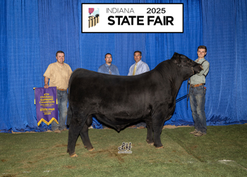 Grand Champion Bull