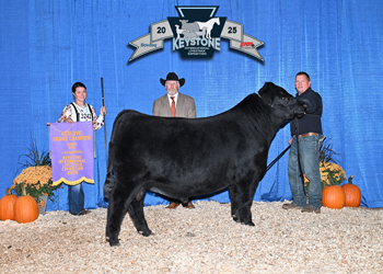 Reserve Grand Champion Bull