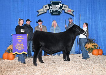 Grand Champion Bull
