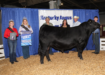 Grand Champion Bull