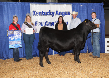 Reserve Grand Champion Bull