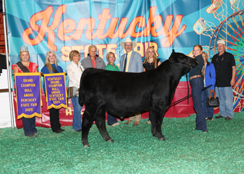 Grand Champion Bull