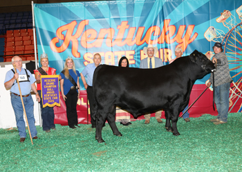 Reserve Grand Champion Bull