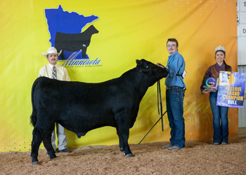 Reserve Grand Champion Bred-and-owned Bull