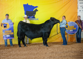 Grand Champion Bred-and-owned Bull