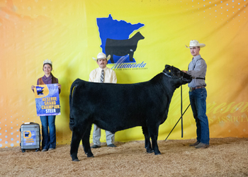 Reserve Grand Champion Steer