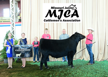 Reserve Grand Champion Steer