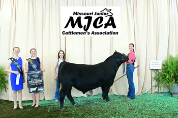 Bred-and-owned Reserve Senior Bull Calf Champion