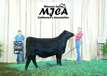 Owned Reserve Intermediate Champion Heifer