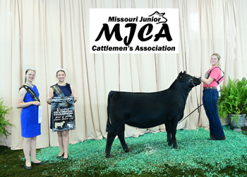 Bred-and-owned Reserve Senior Heifer Calf Champion
