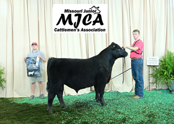Bred-and-owned Reserve Intermediate Champion Bull
