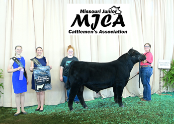 Bred-and-owned Senior Bull Calf Champion