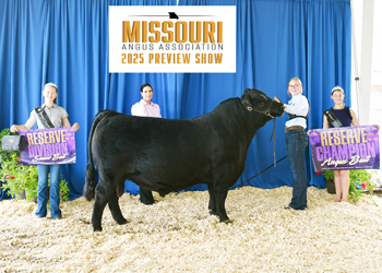 Reserve Grand Champion Bull