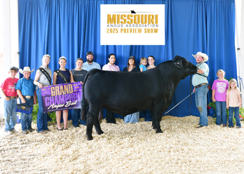 Grand Champion Bull