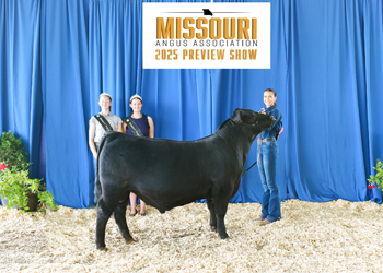 Reserve Senior Bull Calf Champion