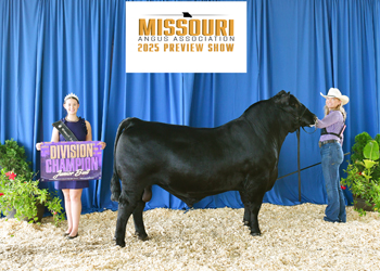 Junior Champion Bull